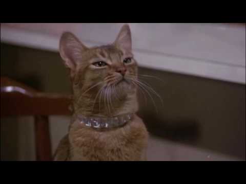 The Cat From Outer Space (1978) - Jake levitates Frank